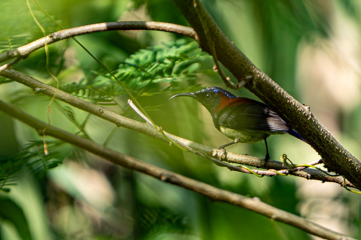 Black-throated Sunbird - ML644341431