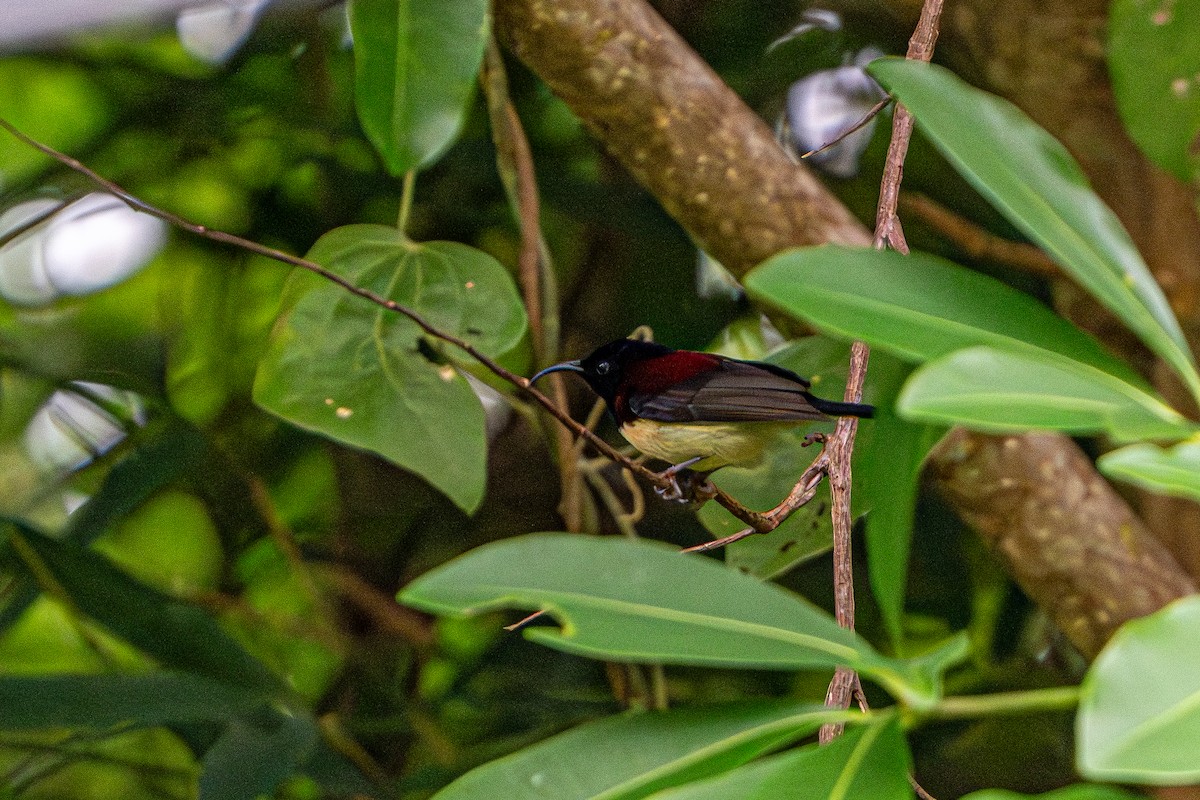Black-throated Sunbird - ML644341438