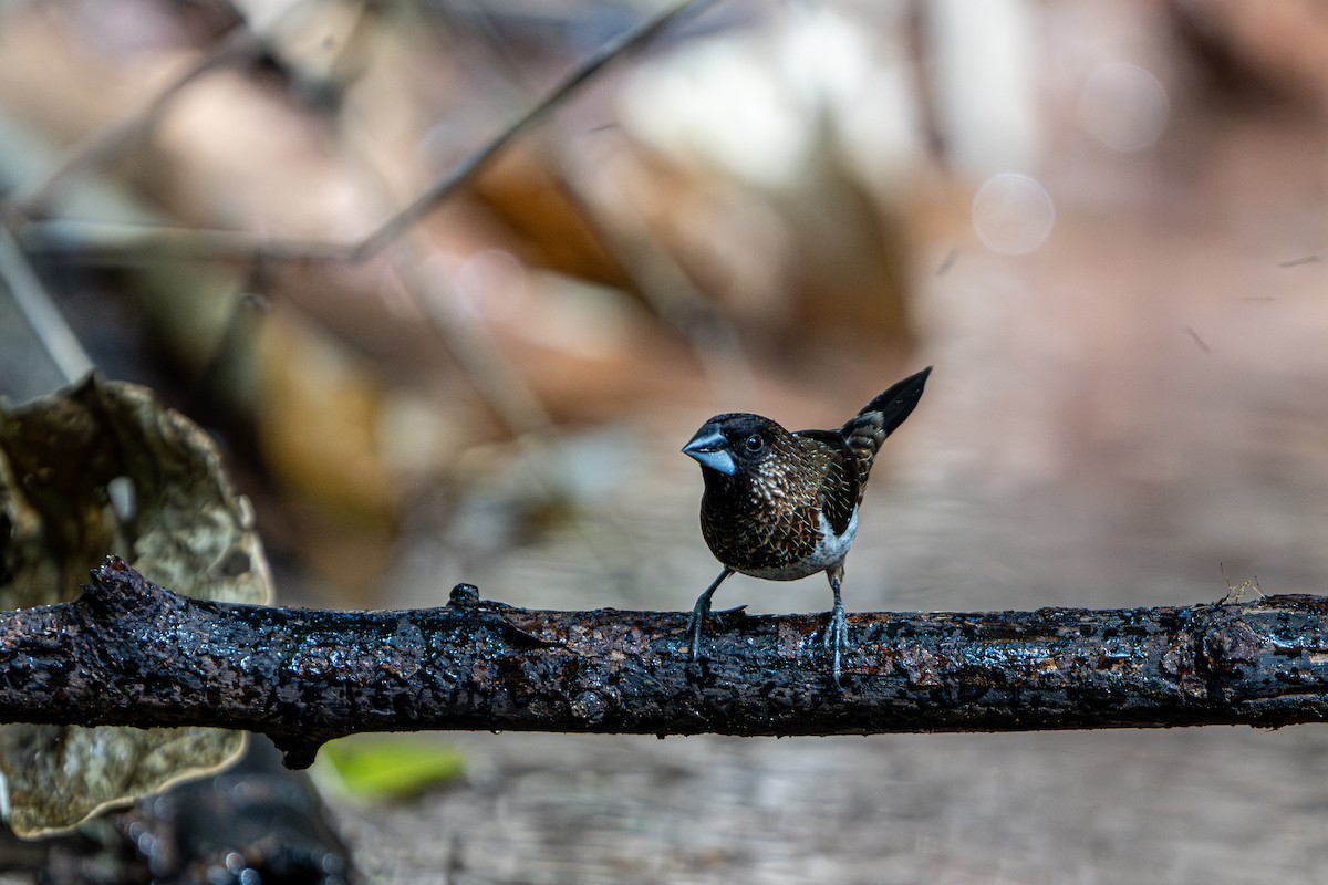 White-rumped Munia - ML644341445