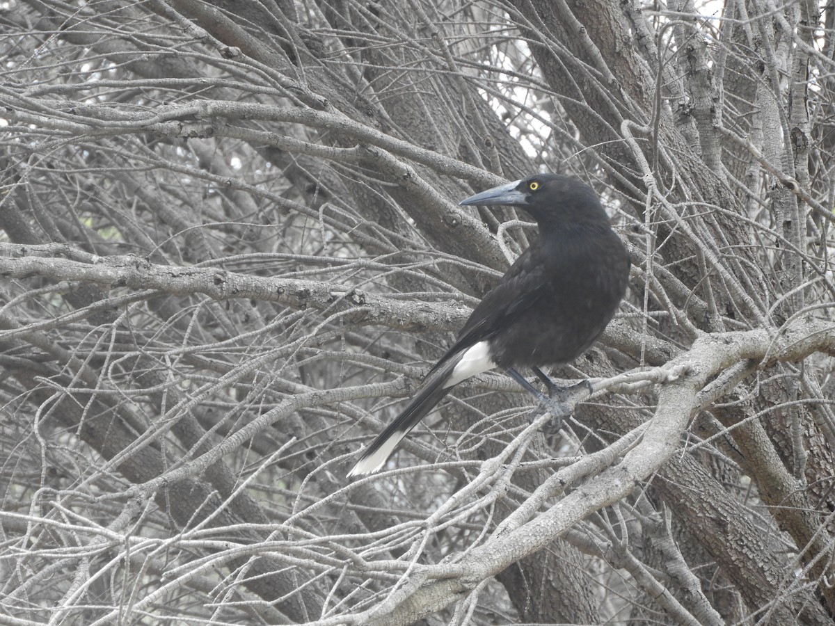 Gray Currawong - ML644341446