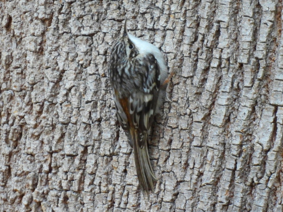 Brown Creeper - ML644341449
