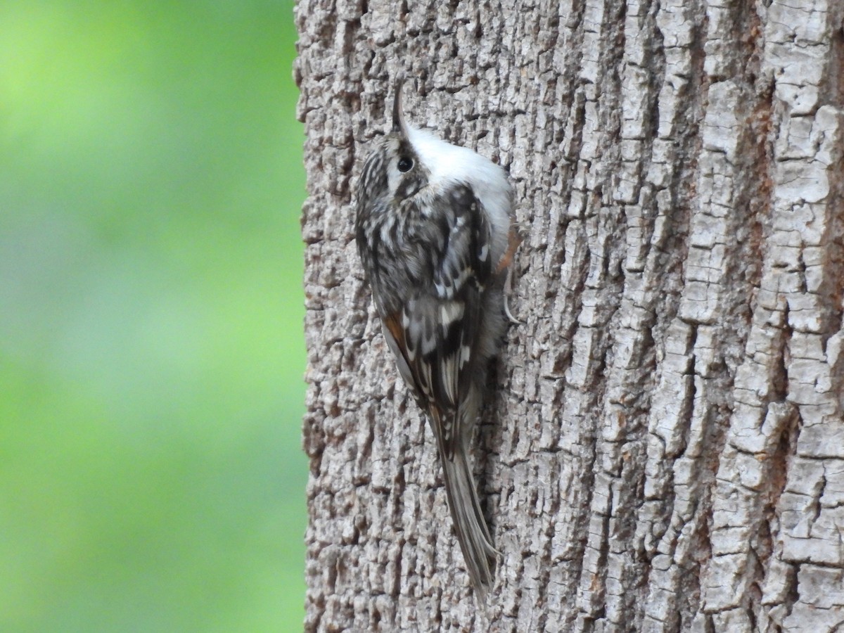 Brown Creeper - ML644341450