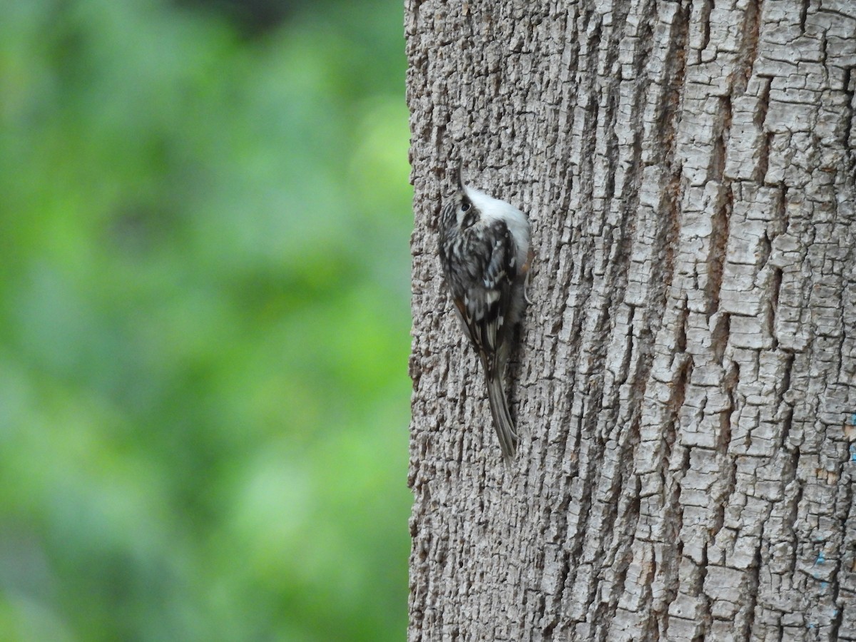 Brown Creeper - ML644341451