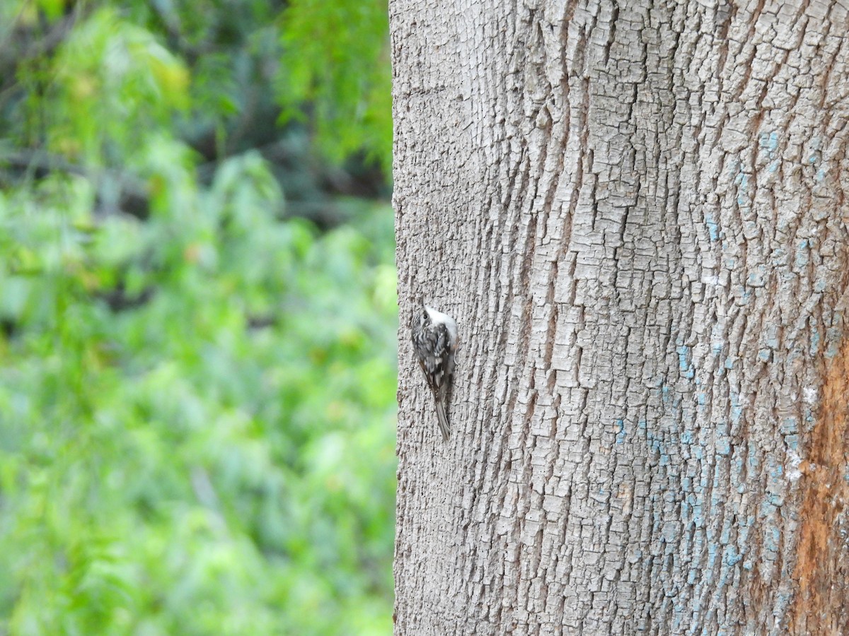 Brown Creeper - ML644341452