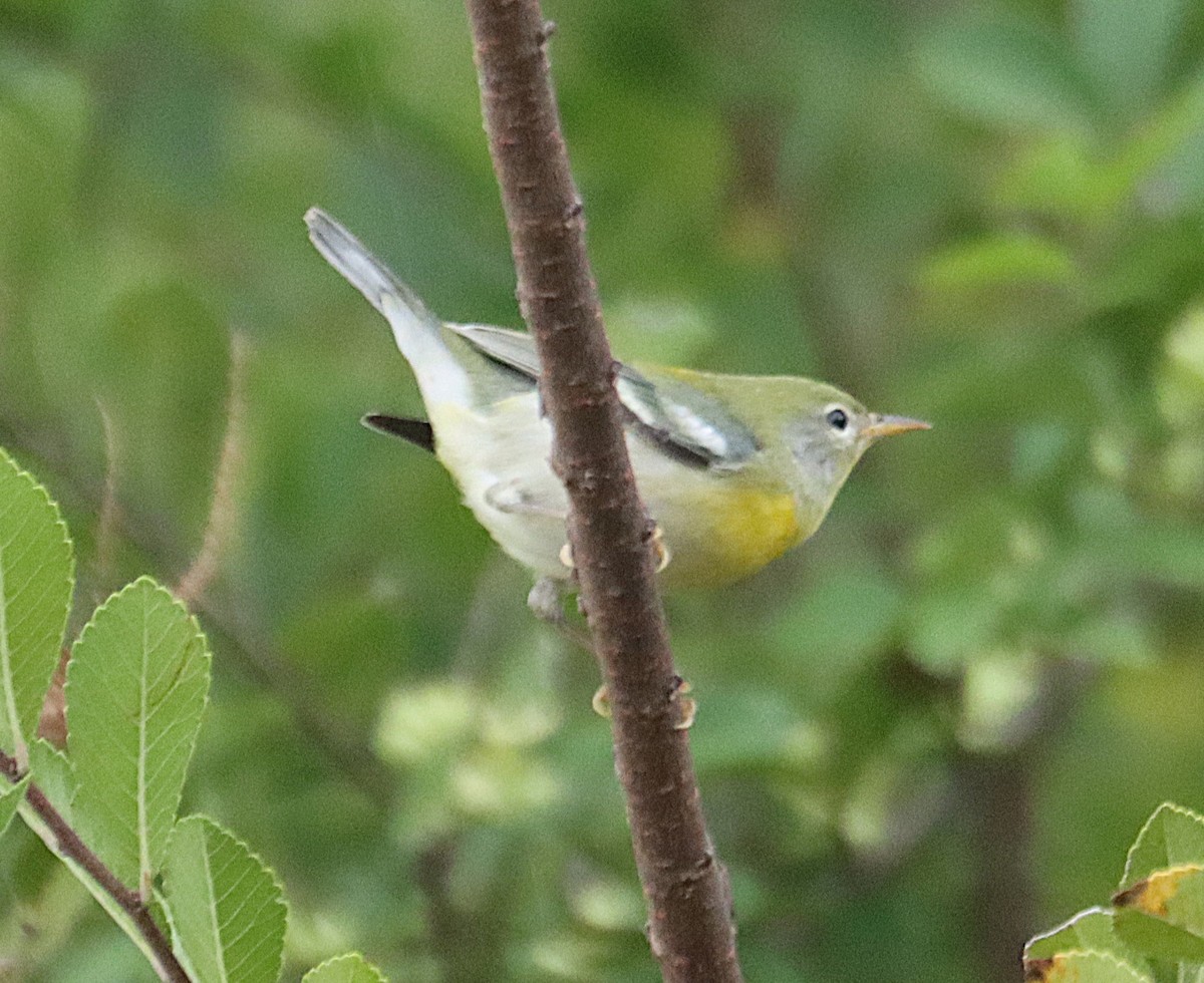 stryparula - ML644341454