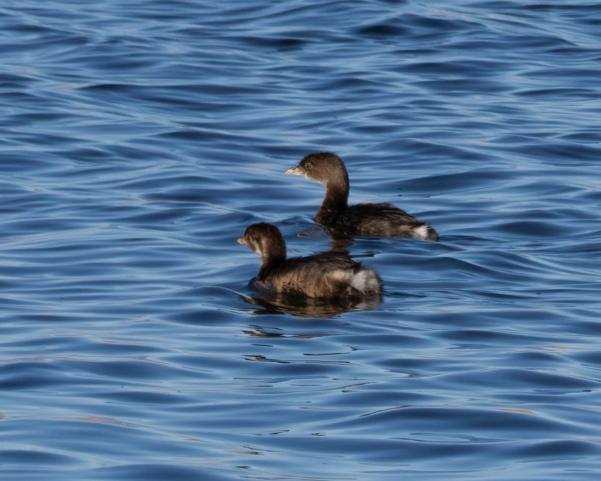 Pied-billed Grebe - ML644341456