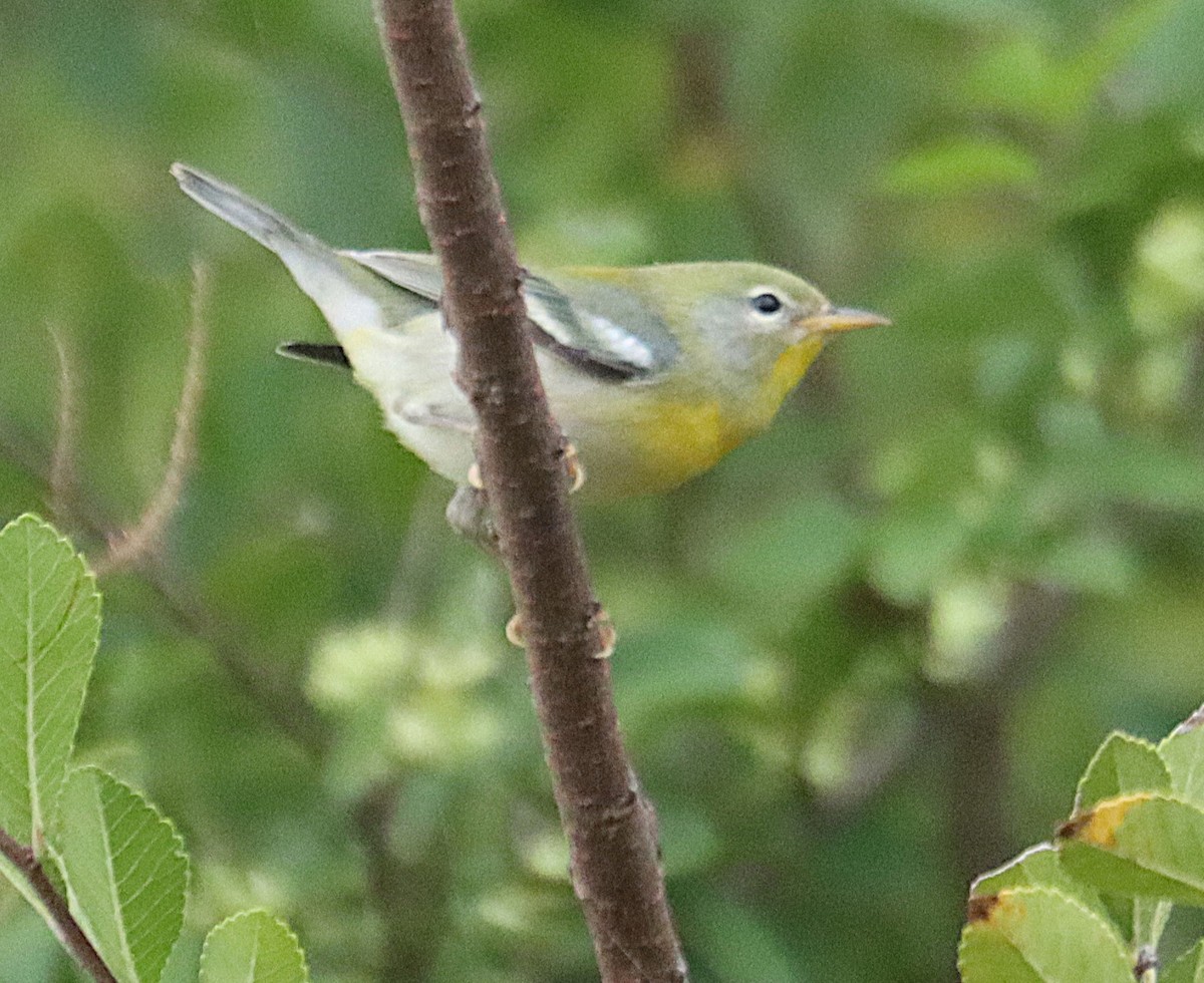 stryparula - ML644341459