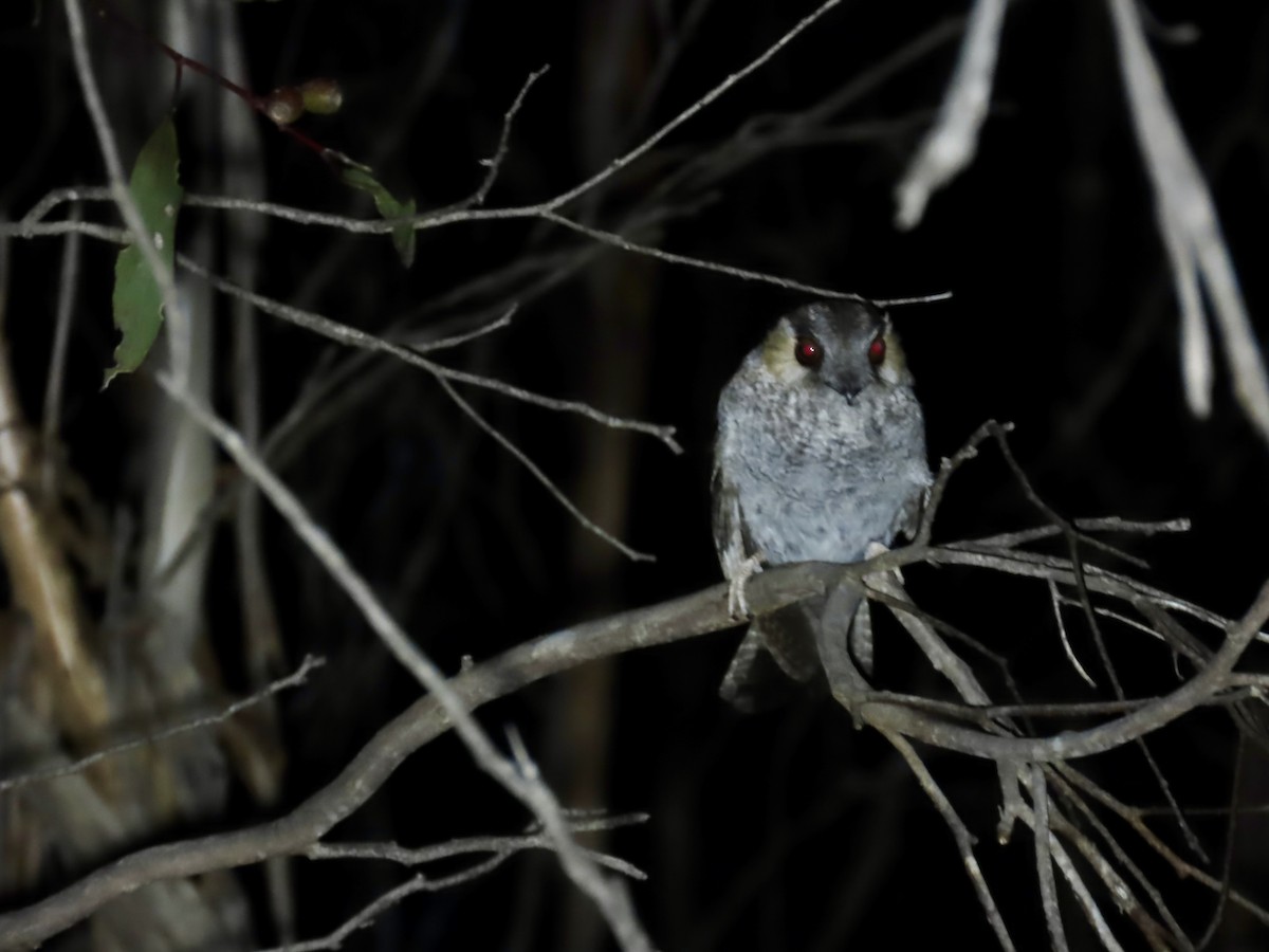 Australian Owlet-nightjar - ML644341471