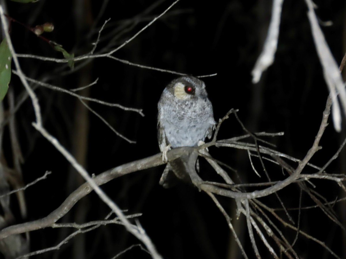 Australian Owlet-nightjar - ML644341472