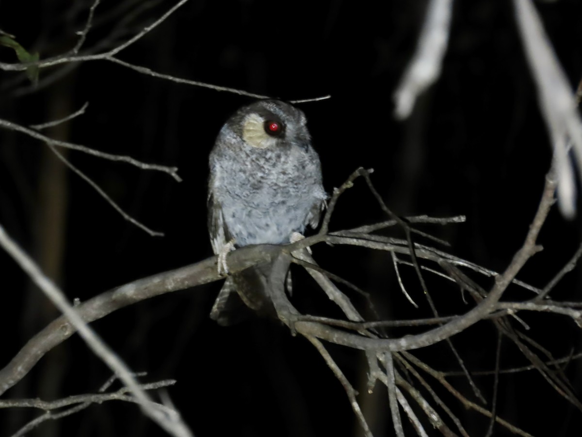 Australian Owlet-nightjar - ML644341473
