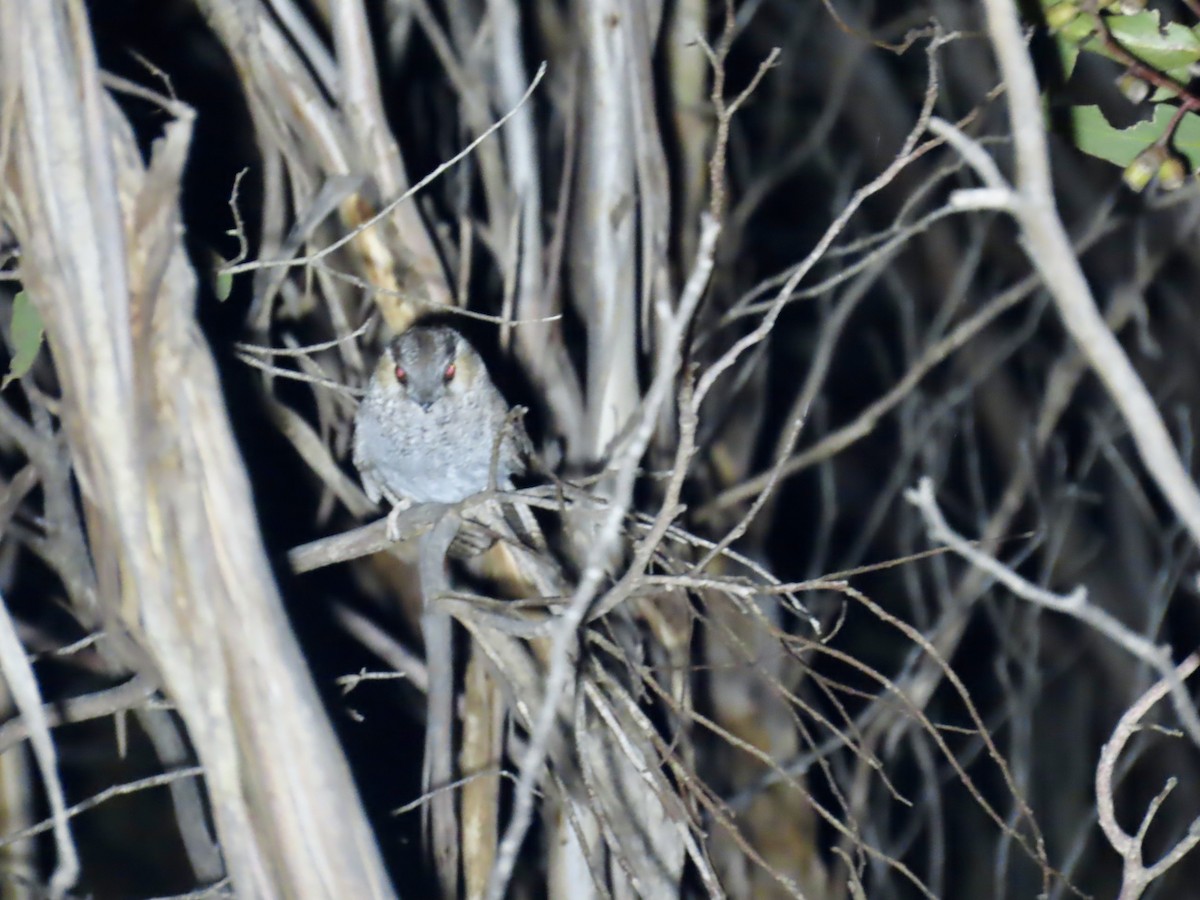 Australian Owlet-nightjar - ML644341474