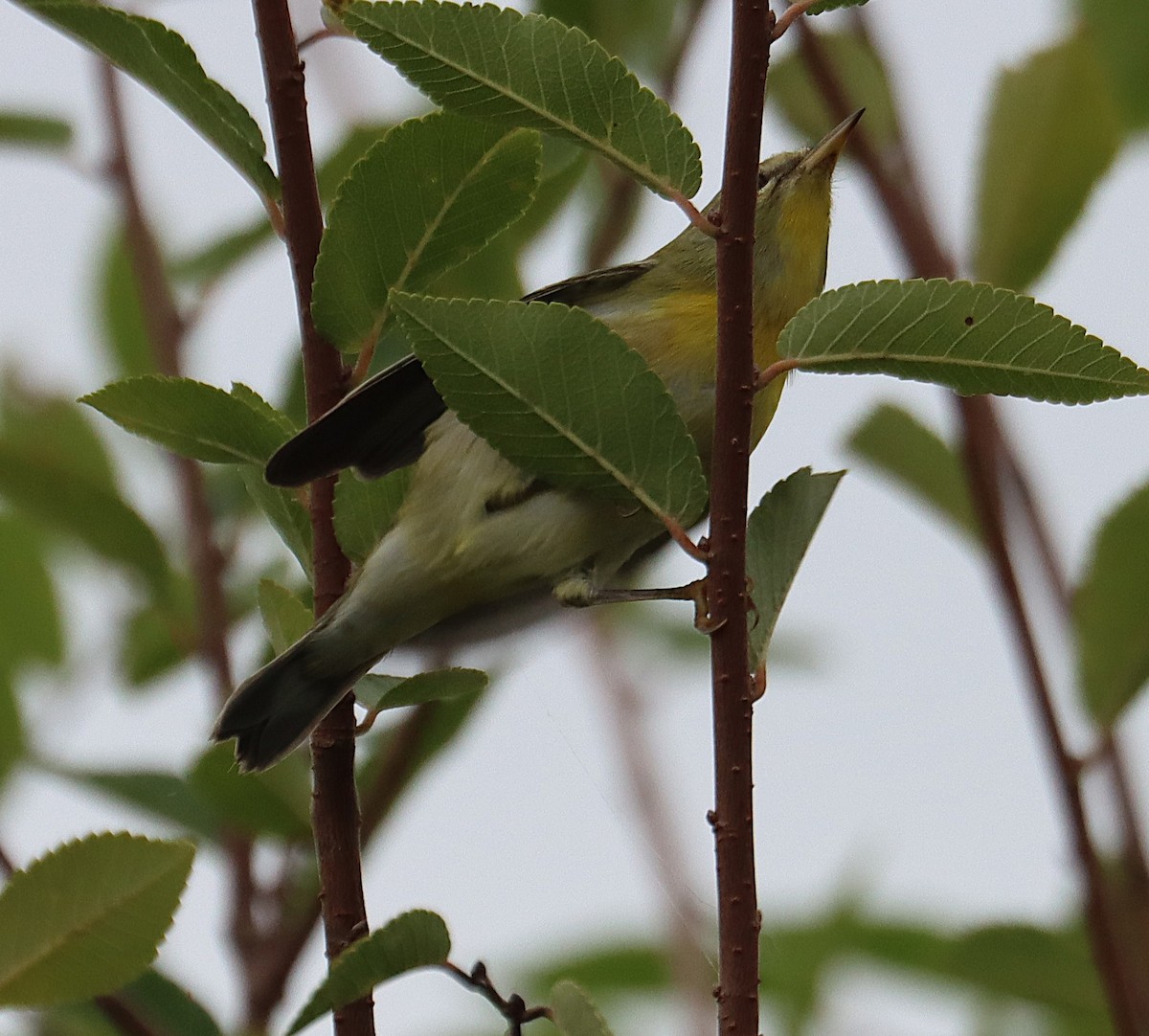 stryparula - ML644341478