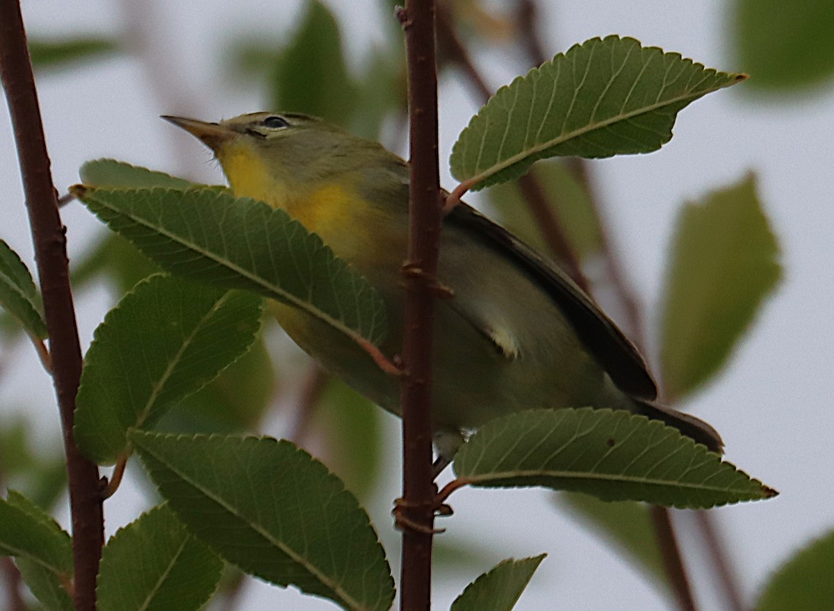 stryparula - ML644341484