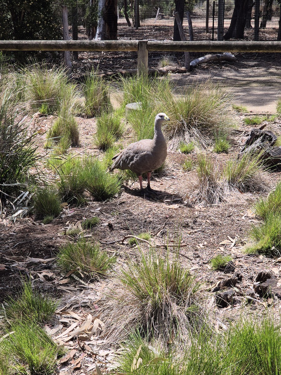 Cape Barren Goose - ML644341485