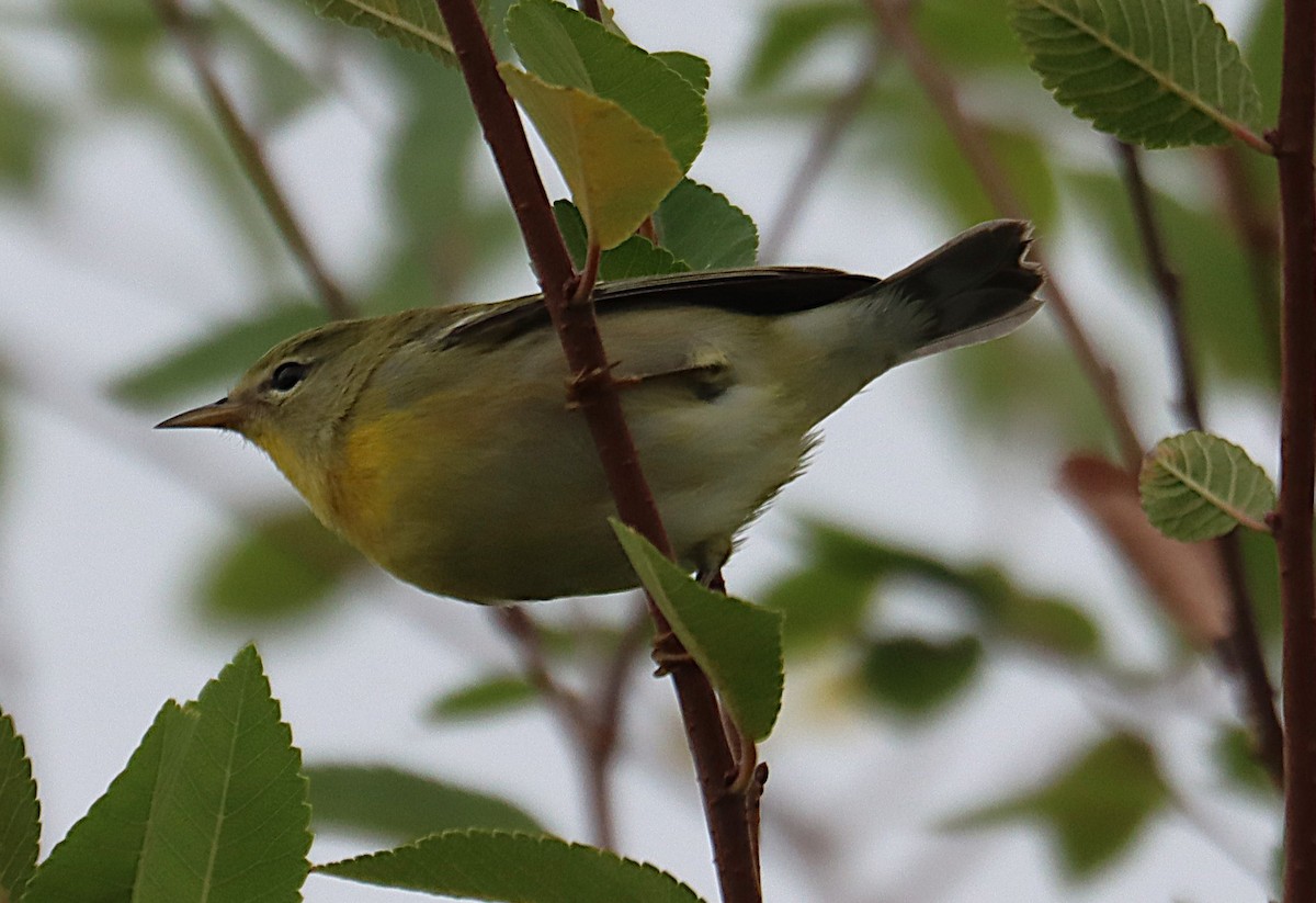 stryparula - ML644341496