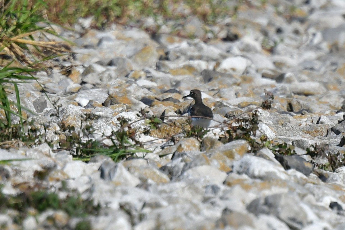 コシグロクサシギ - ML644341508