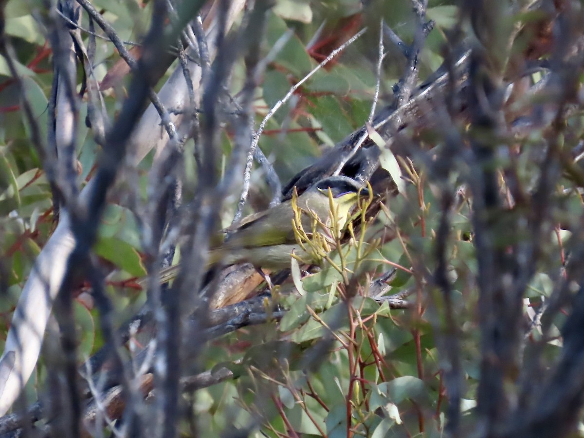 Purple-gaped Honeyeater - ML644341509
