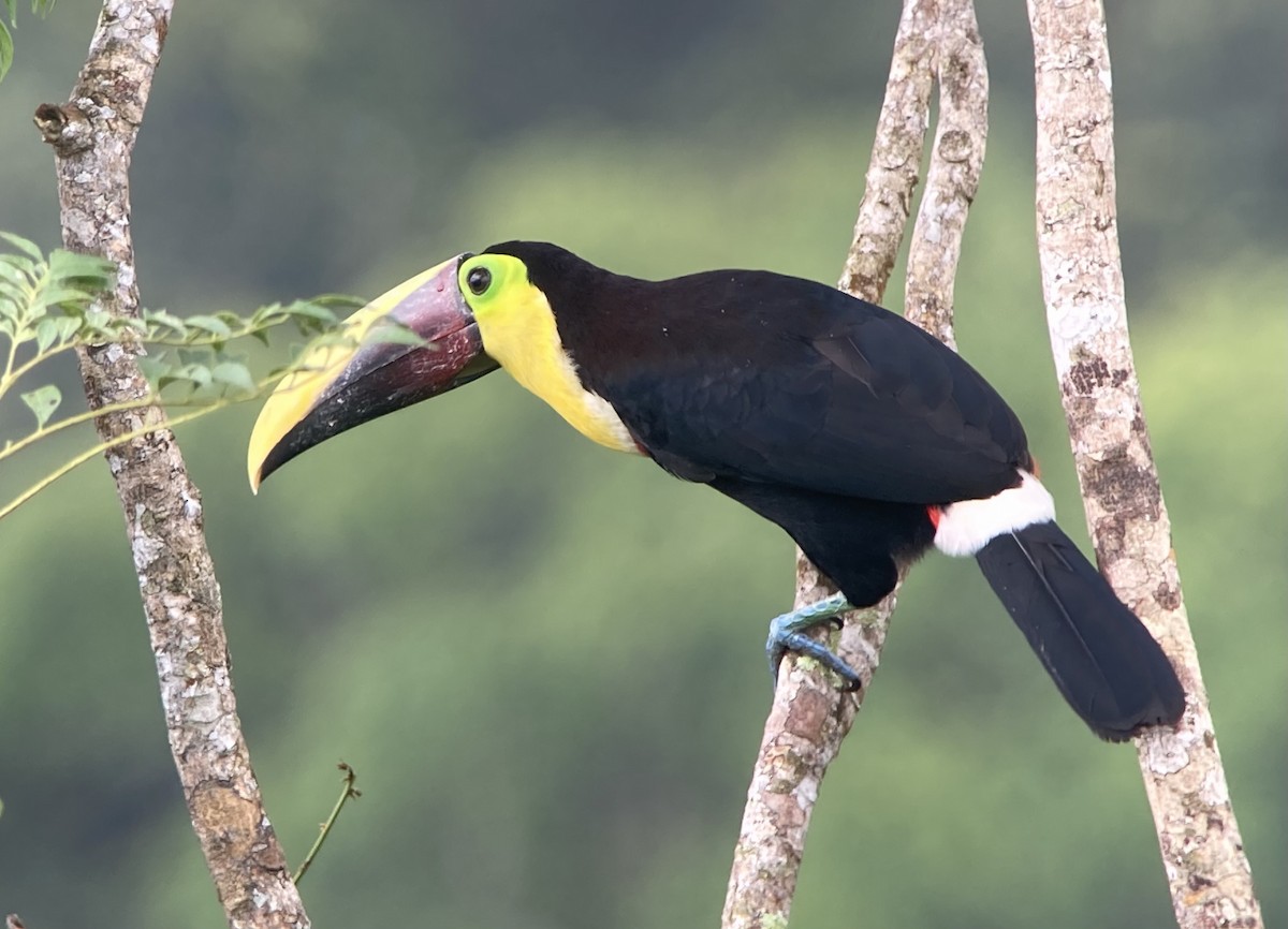 Тукан жовтошиїй - ML644341533