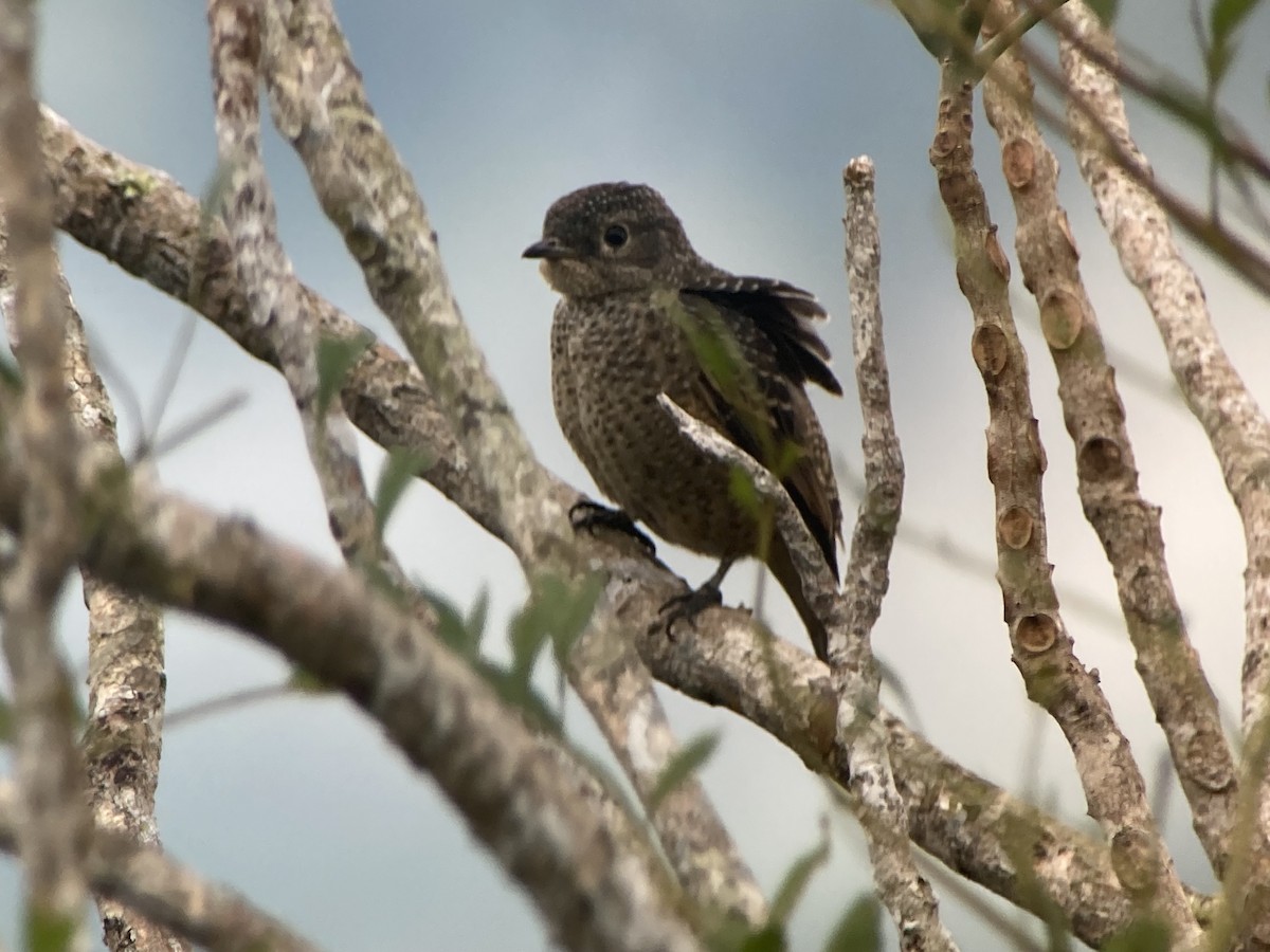 Blue Cotinga - ML644341543