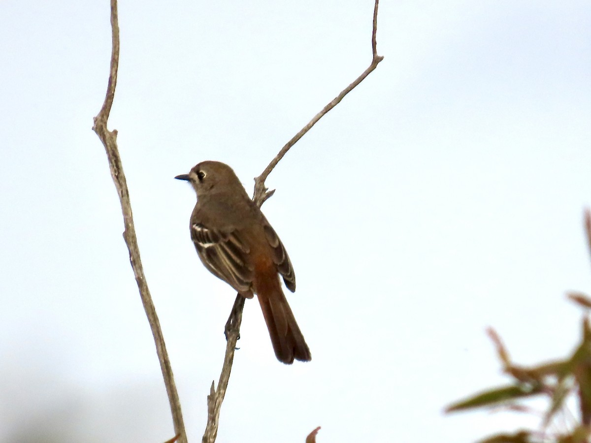 Southern Scrub-Robin - ML644341544