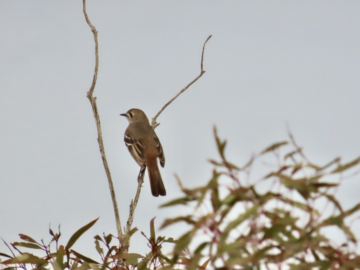 Southern Scrub-Robin - ML644341545
