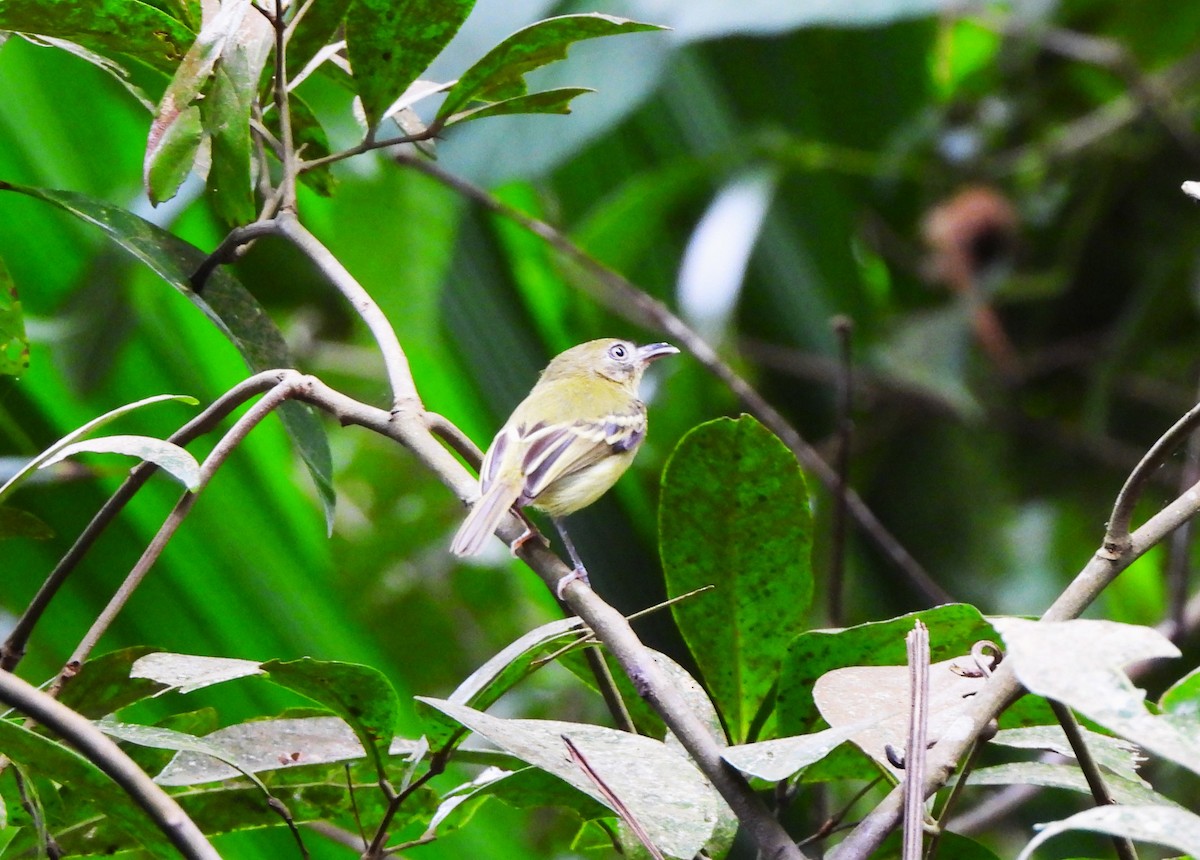 Mosquerito Piquicurvo Sureño - ML644341546
