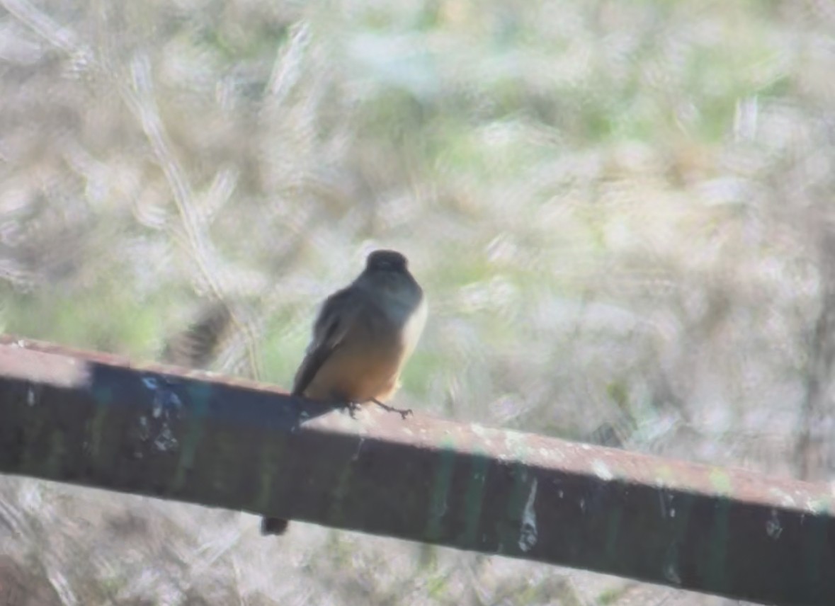 Say's Phoebe - ML644341557