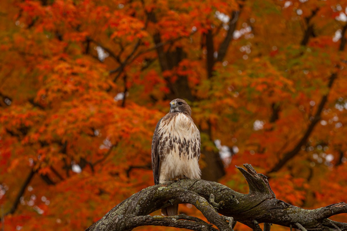Red-tailed Hawk - ML644341559