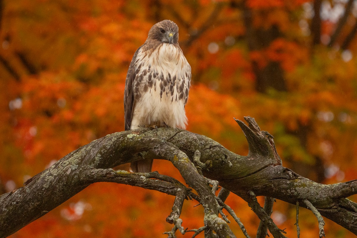 Red-tailed Hawk - ML644341561