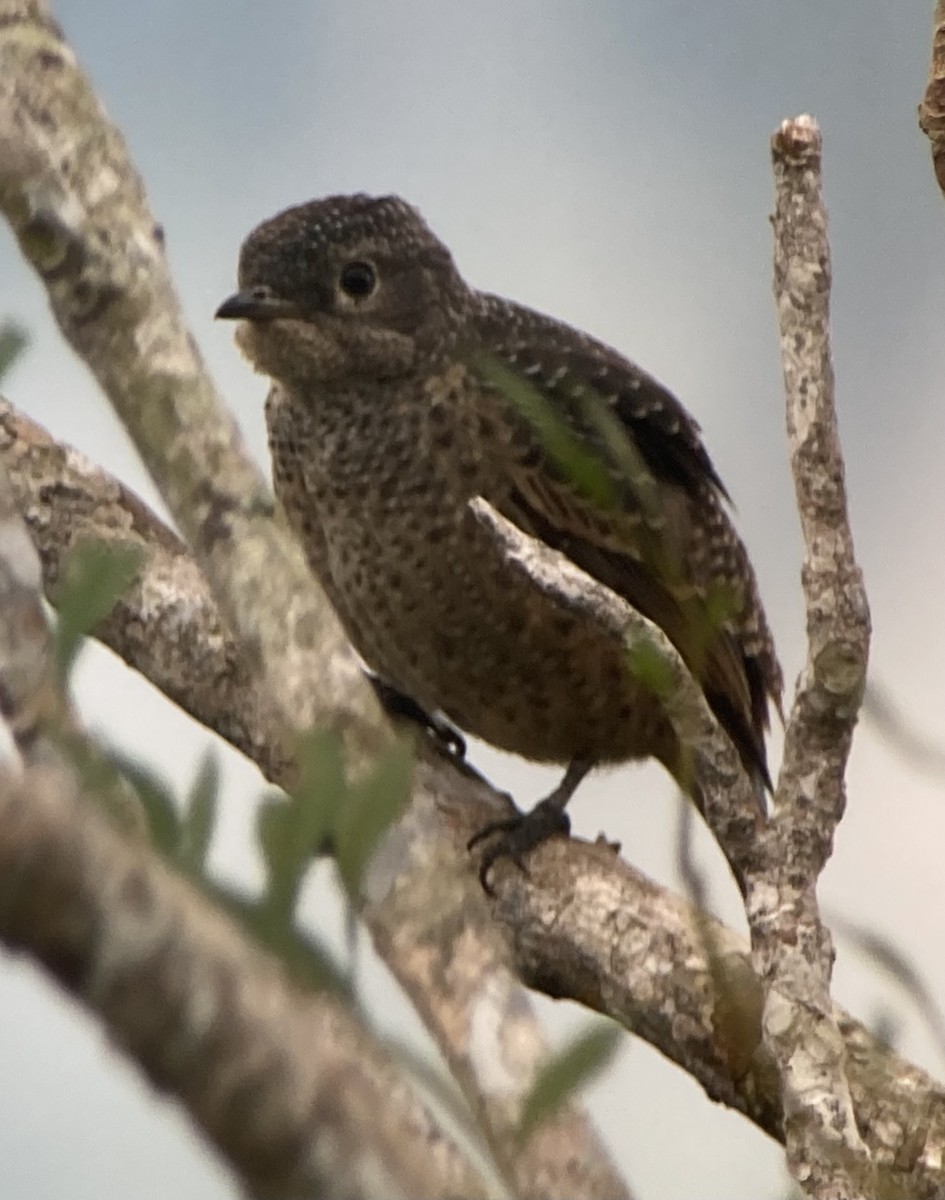 Blue Cotinga - ML644341562