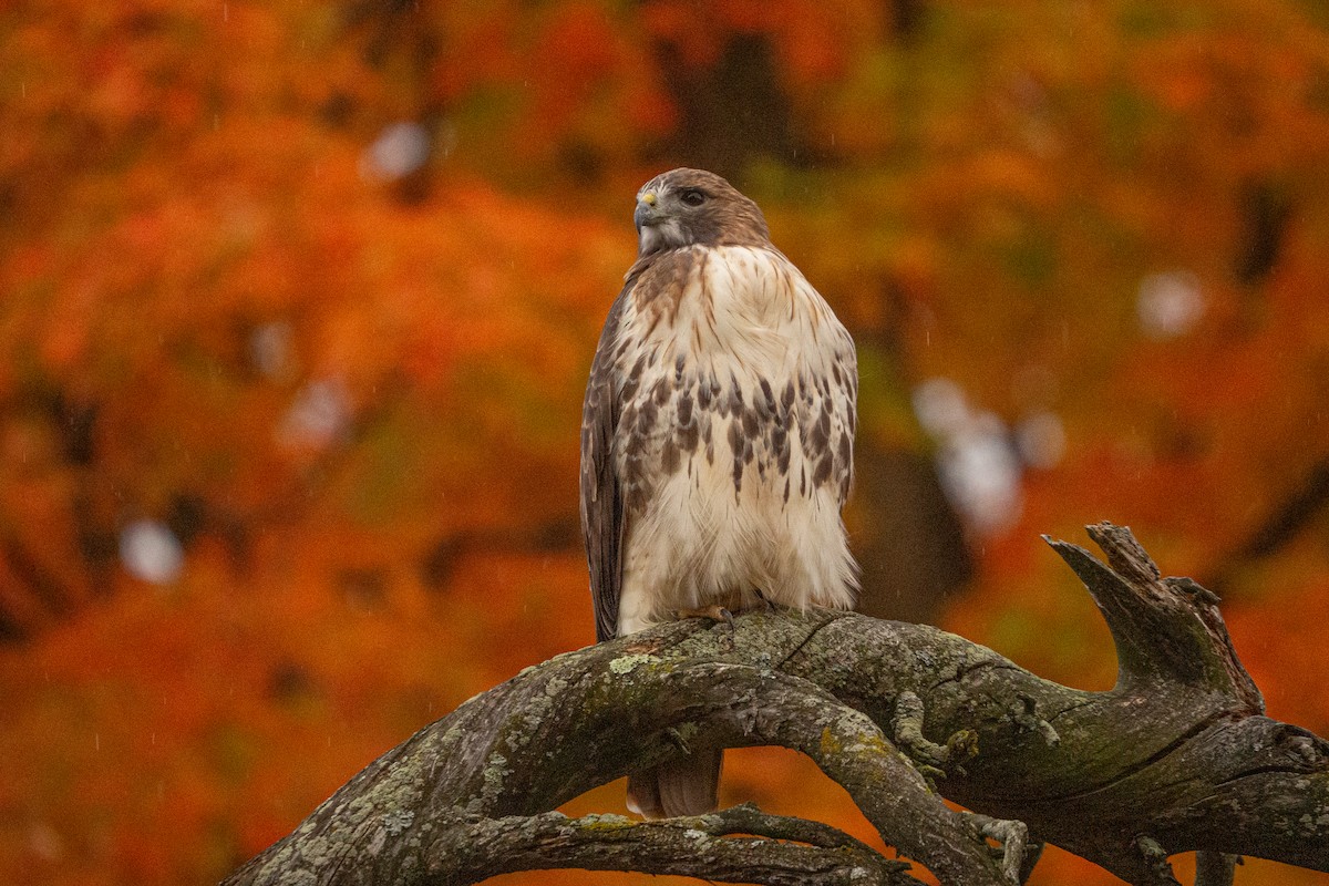 Red-tailed Hawk - ML644341563
