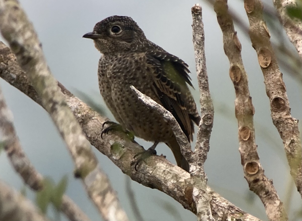 Blue Cotinga - ML644341567