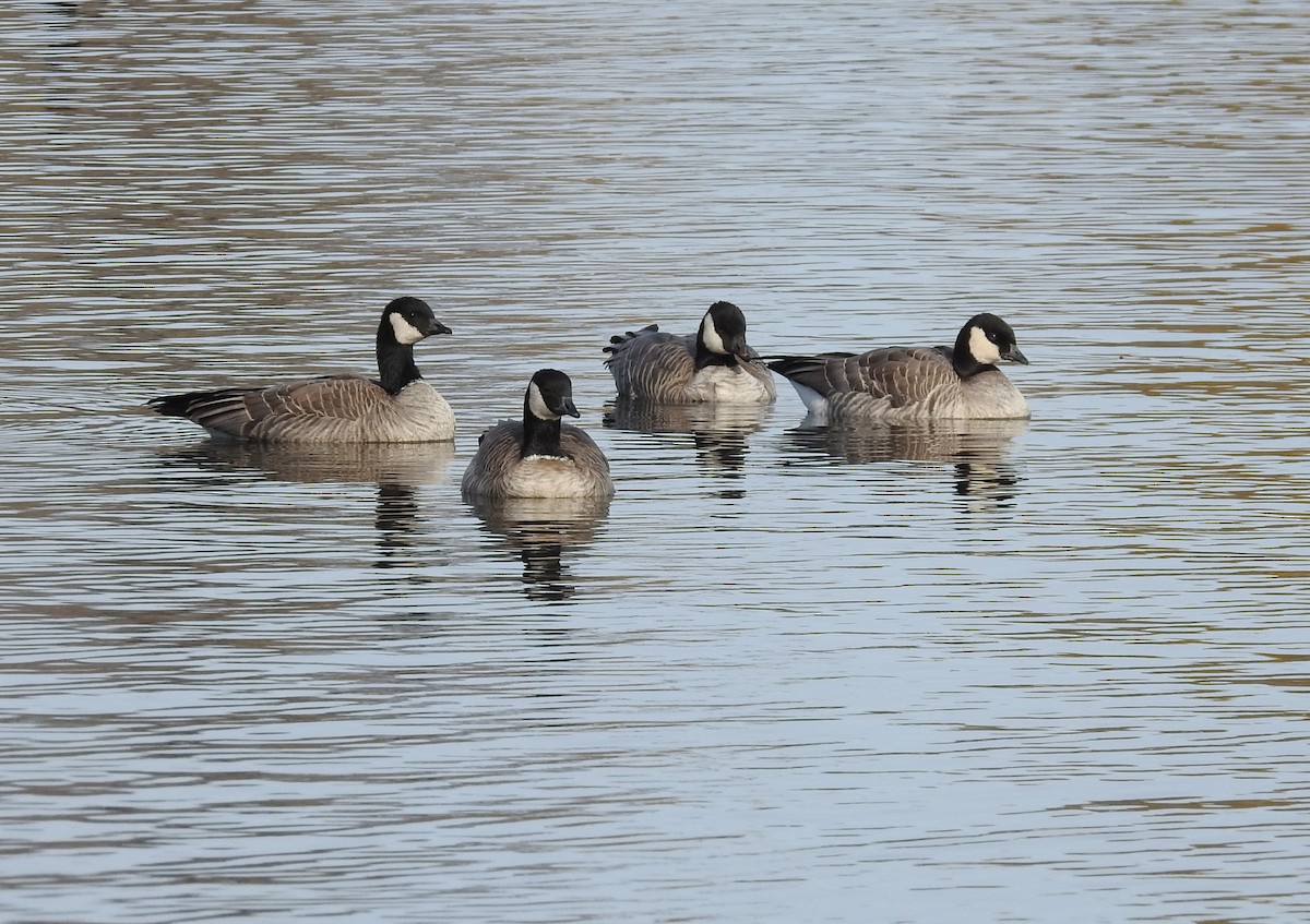 Cackling Goose - ML644341574