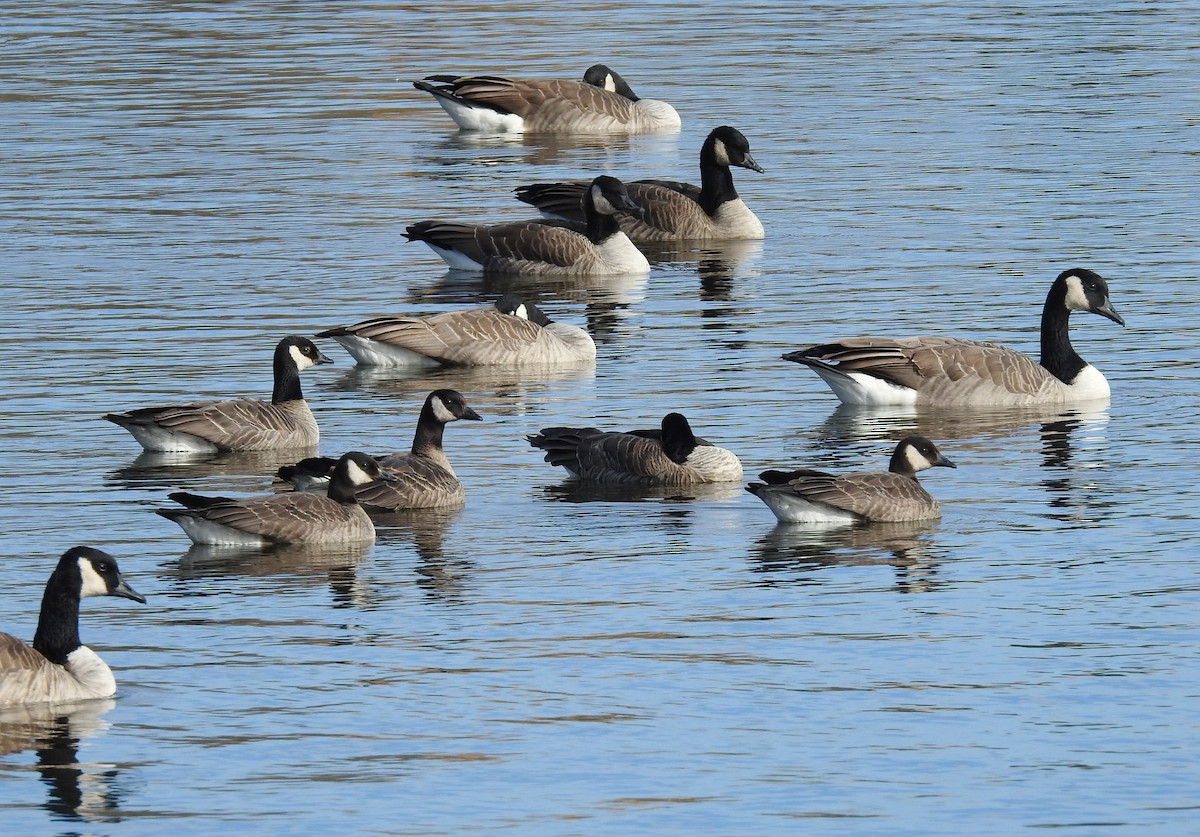 Cackling Goose - ML644341575