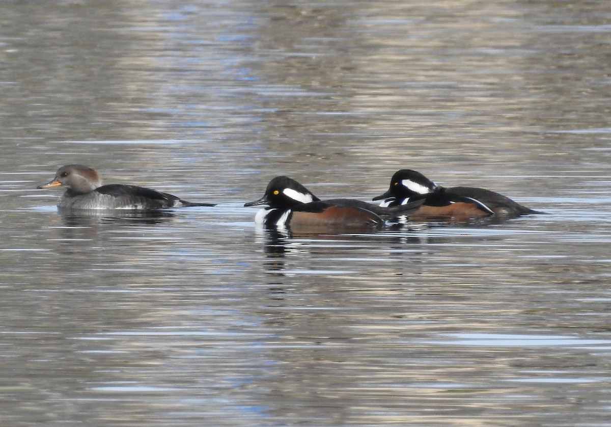 Hooded Merganser - ML644341580