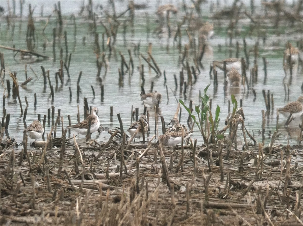 jespák srostloprstý - ML644341583