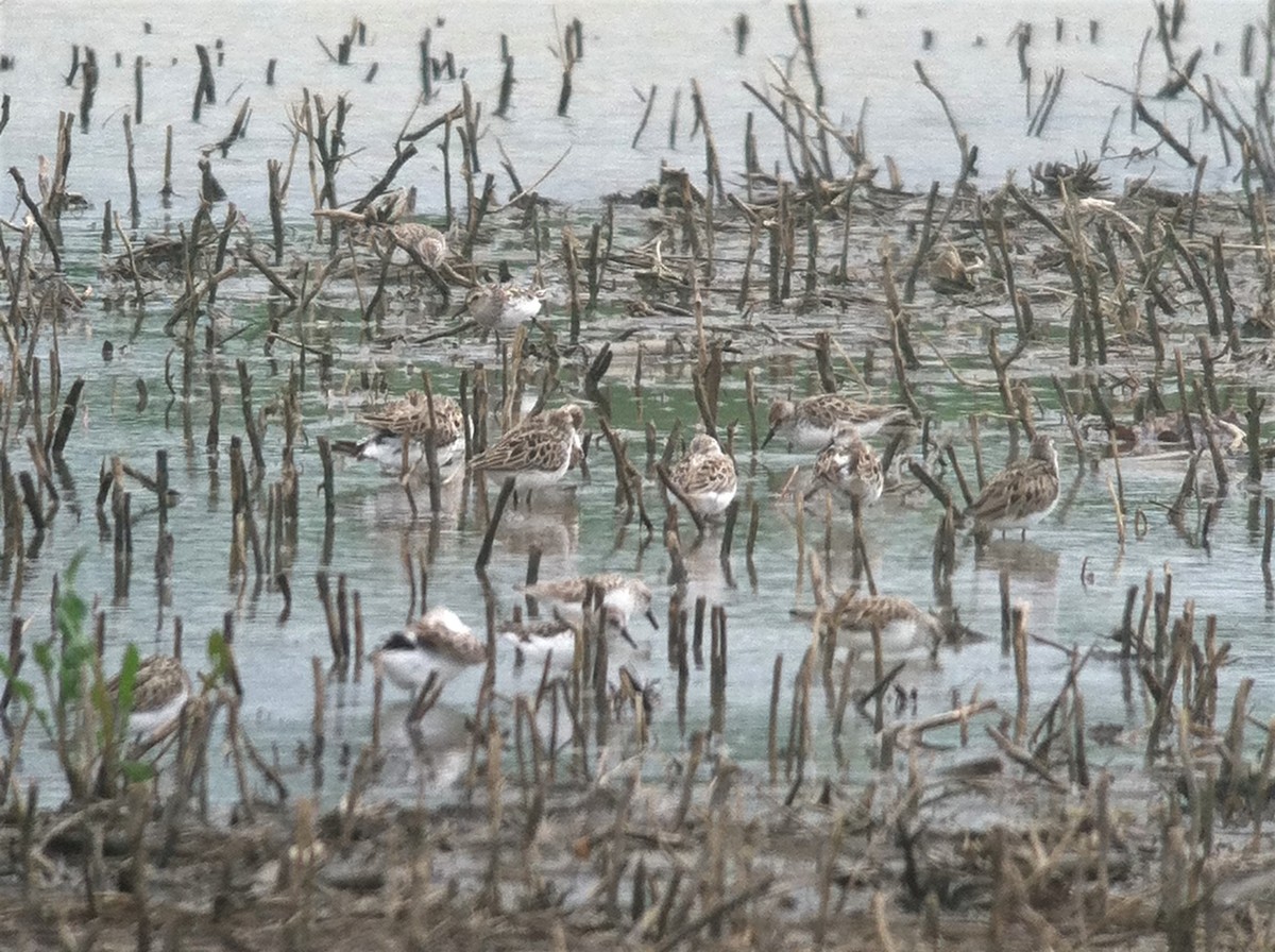 jespák srostloprstý - ML644341584