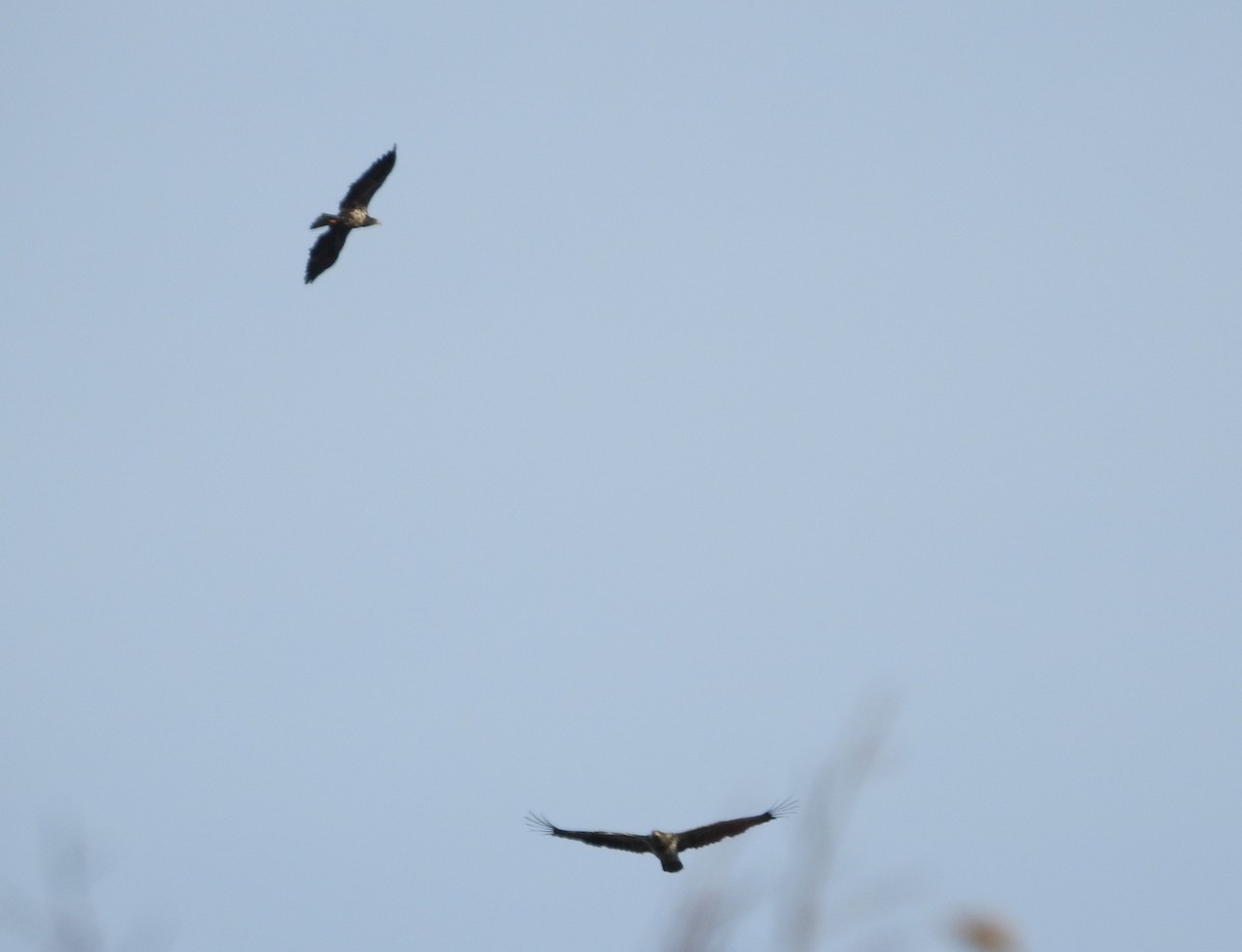 Bald Eagle - ML644341585