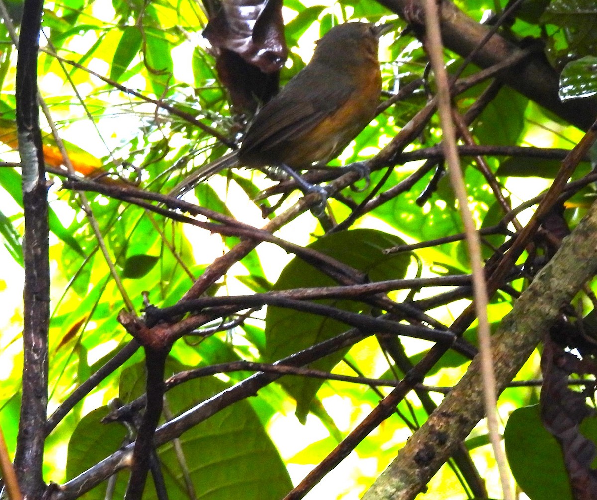 Grisin sombre - ML644341586