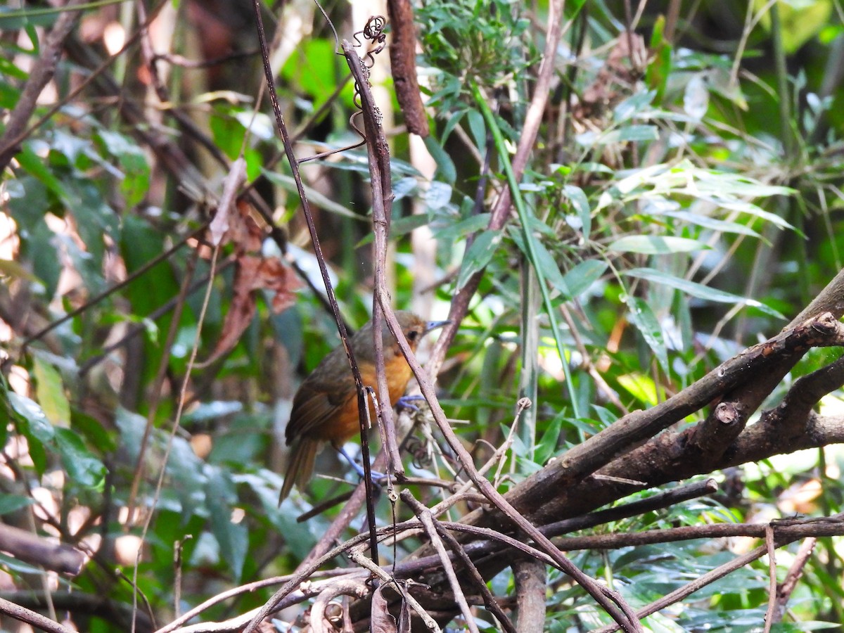 Grisin sombre - ML644341588