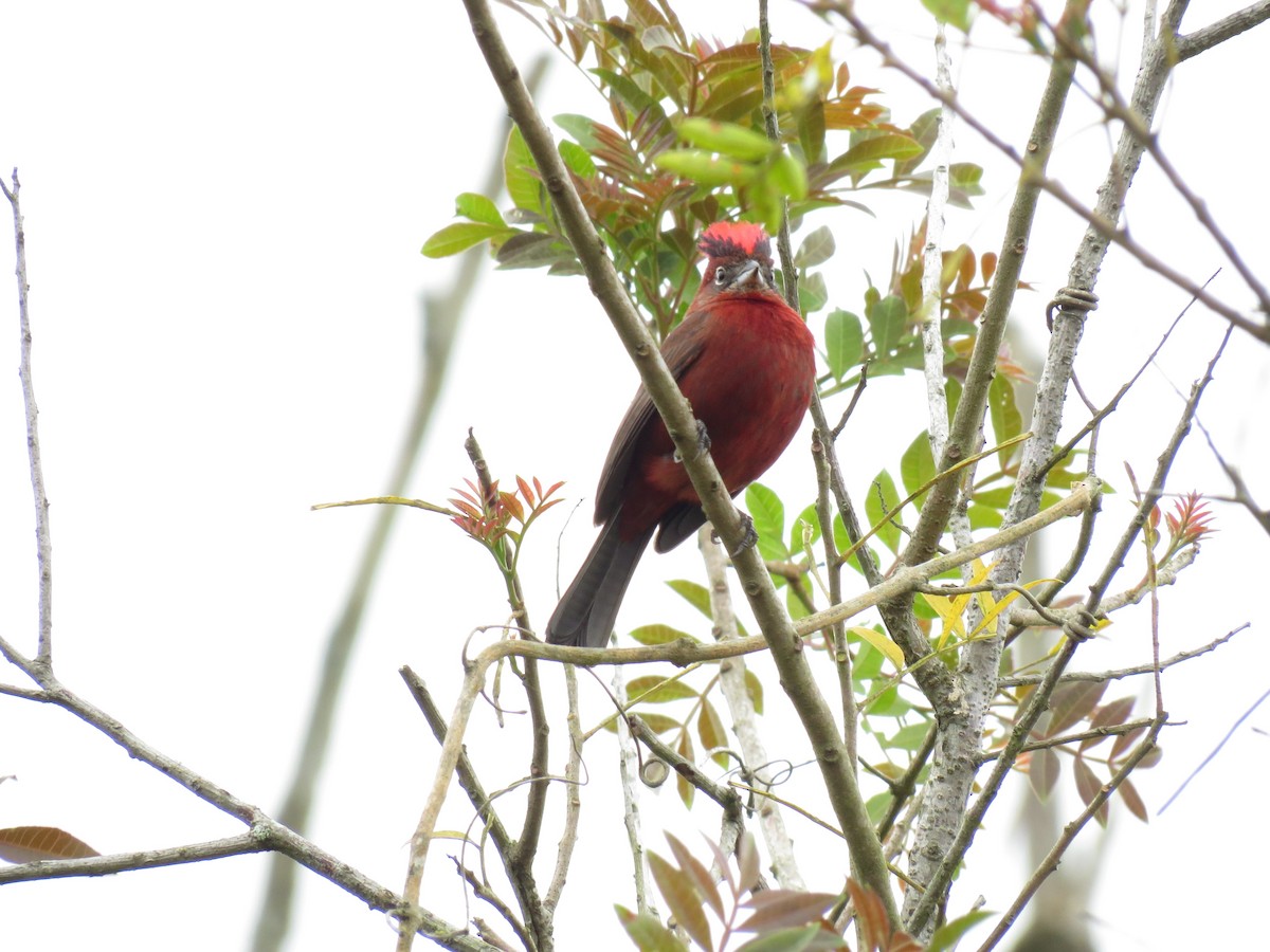 Araguira rougeâtre - ML644341590