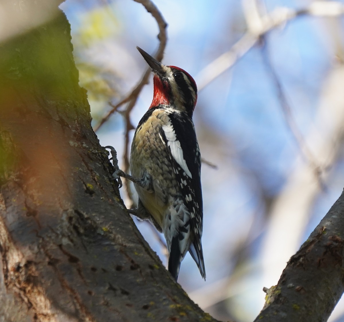 Rotnacken-Saftlecker - ML644341594