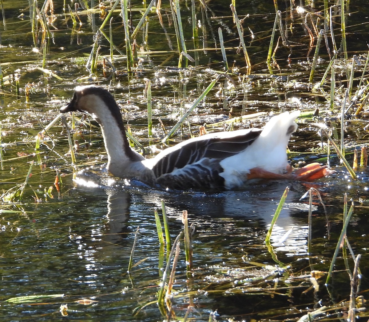 husa labutí (domestikovaná) - ML644341596