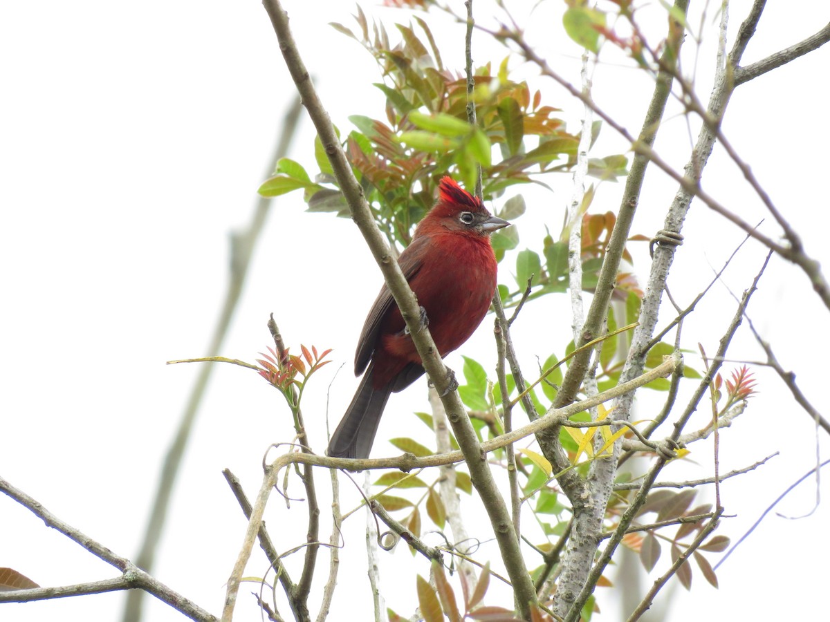 Araguira rougeâtre - ML644341601