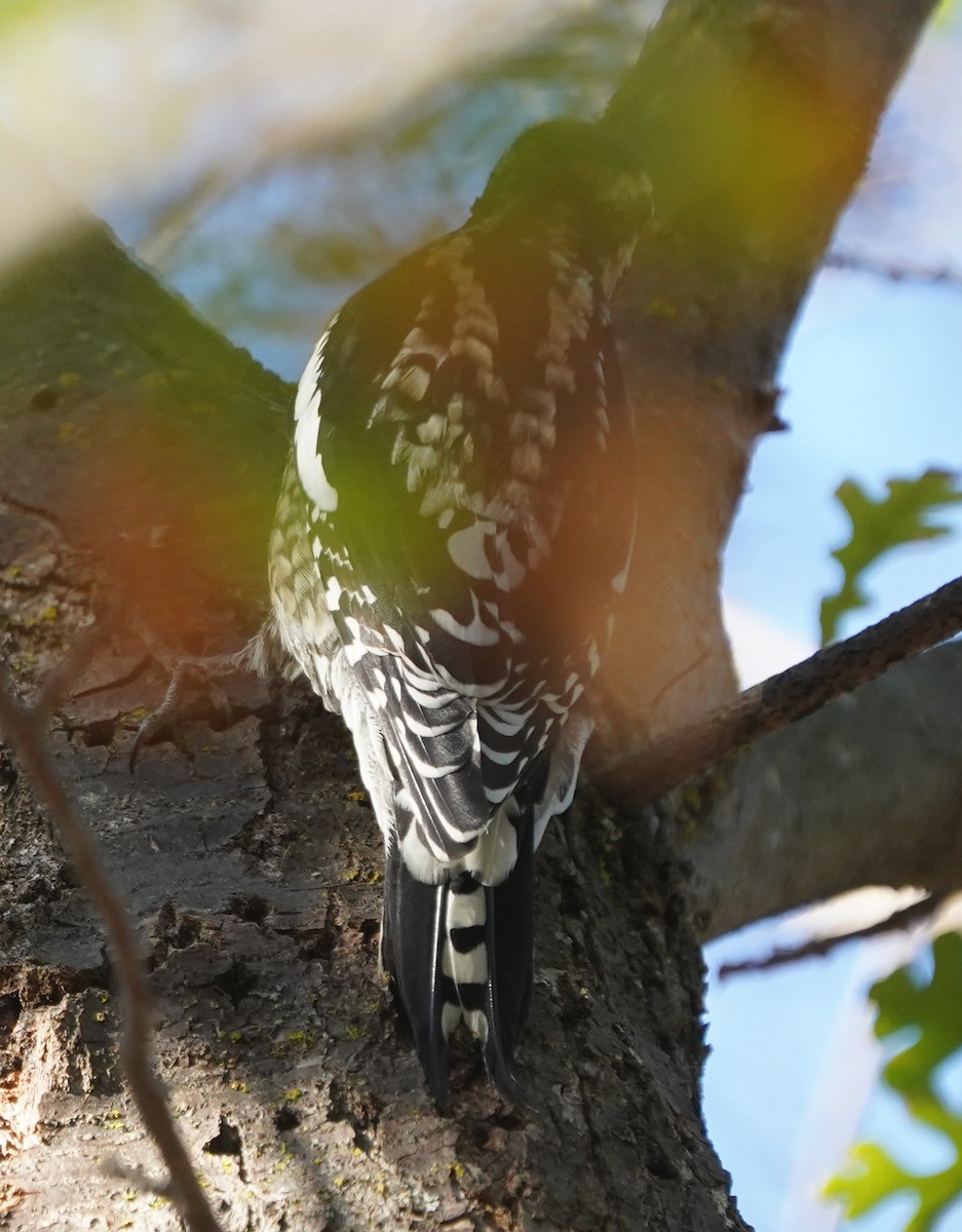 Rotnacken-Saftlecker - ML644341606