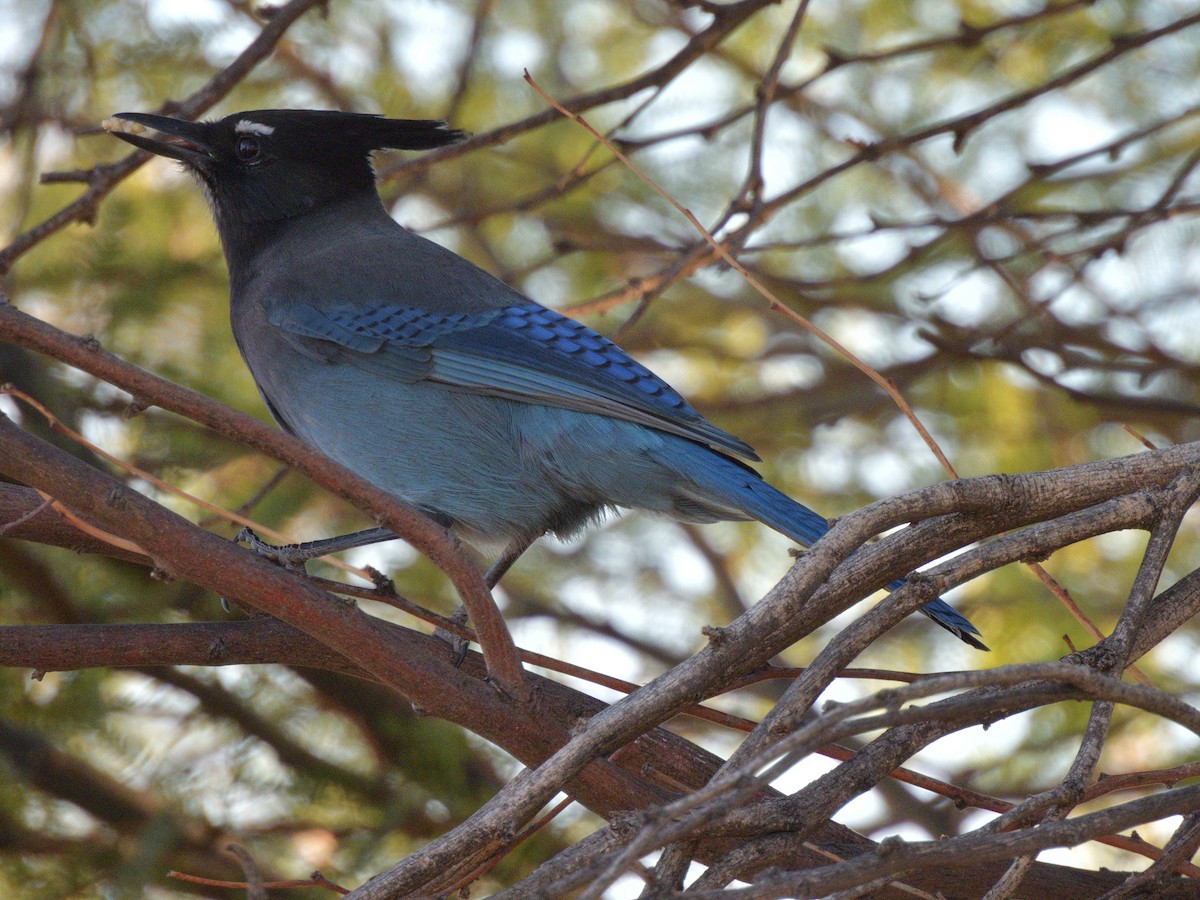Steller's Jay - ML644341617