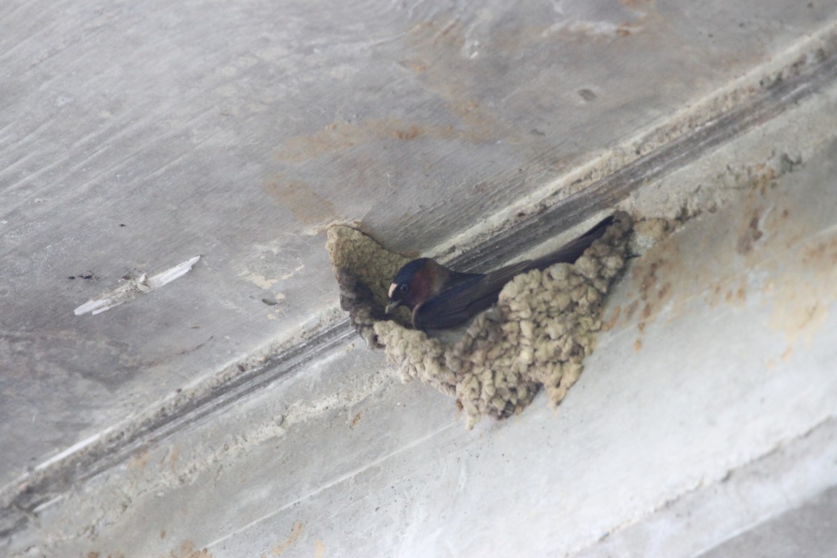 Golondrina Risquera - ML644341618