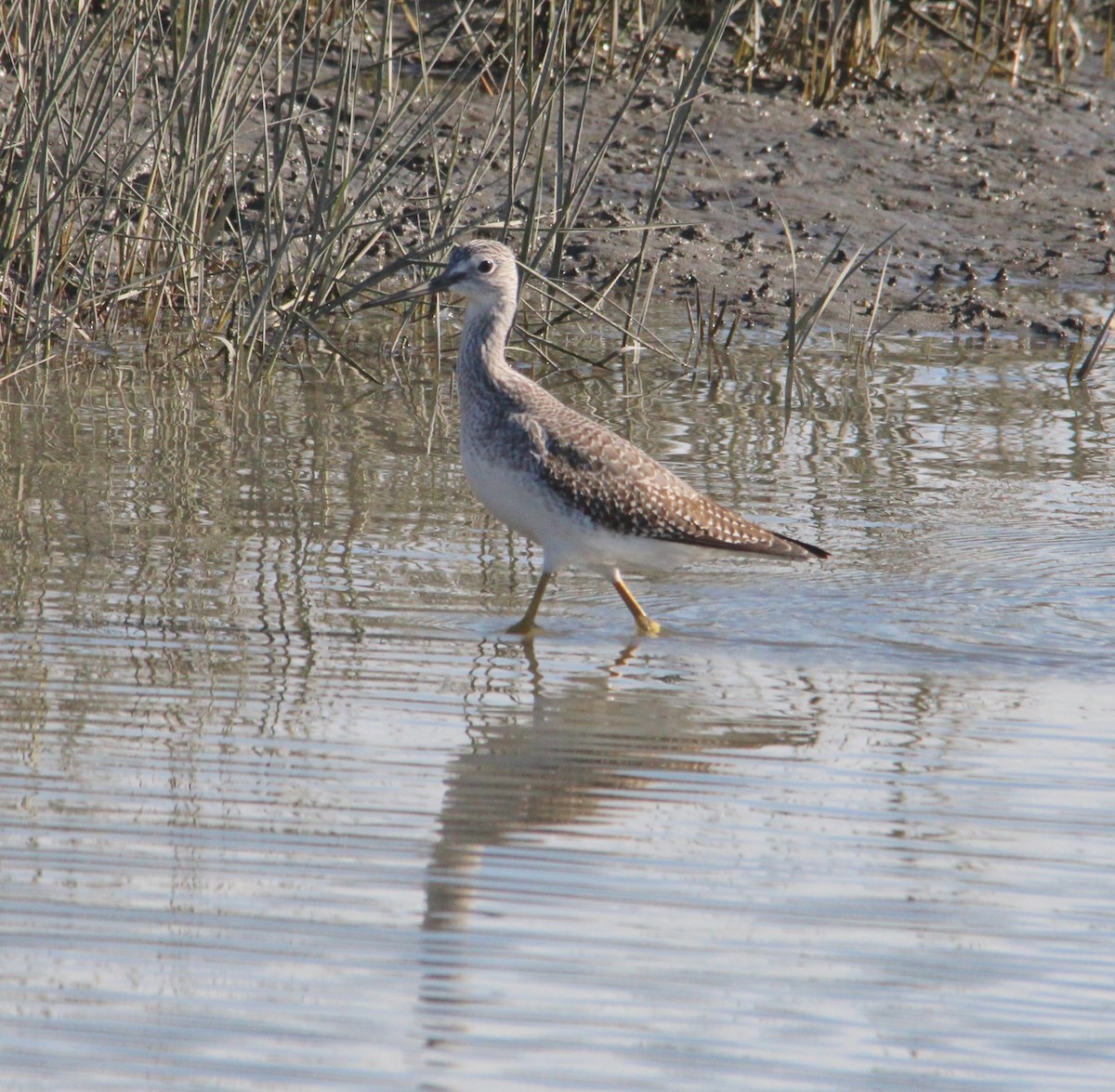 plystresnipe - ML644341627