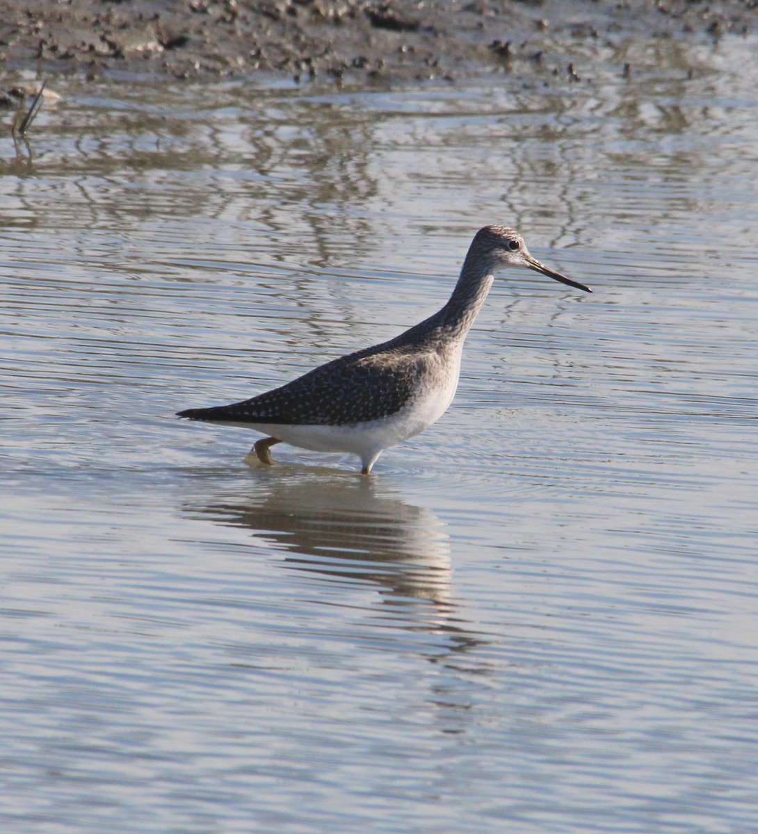 plystresnipe - ML644341628