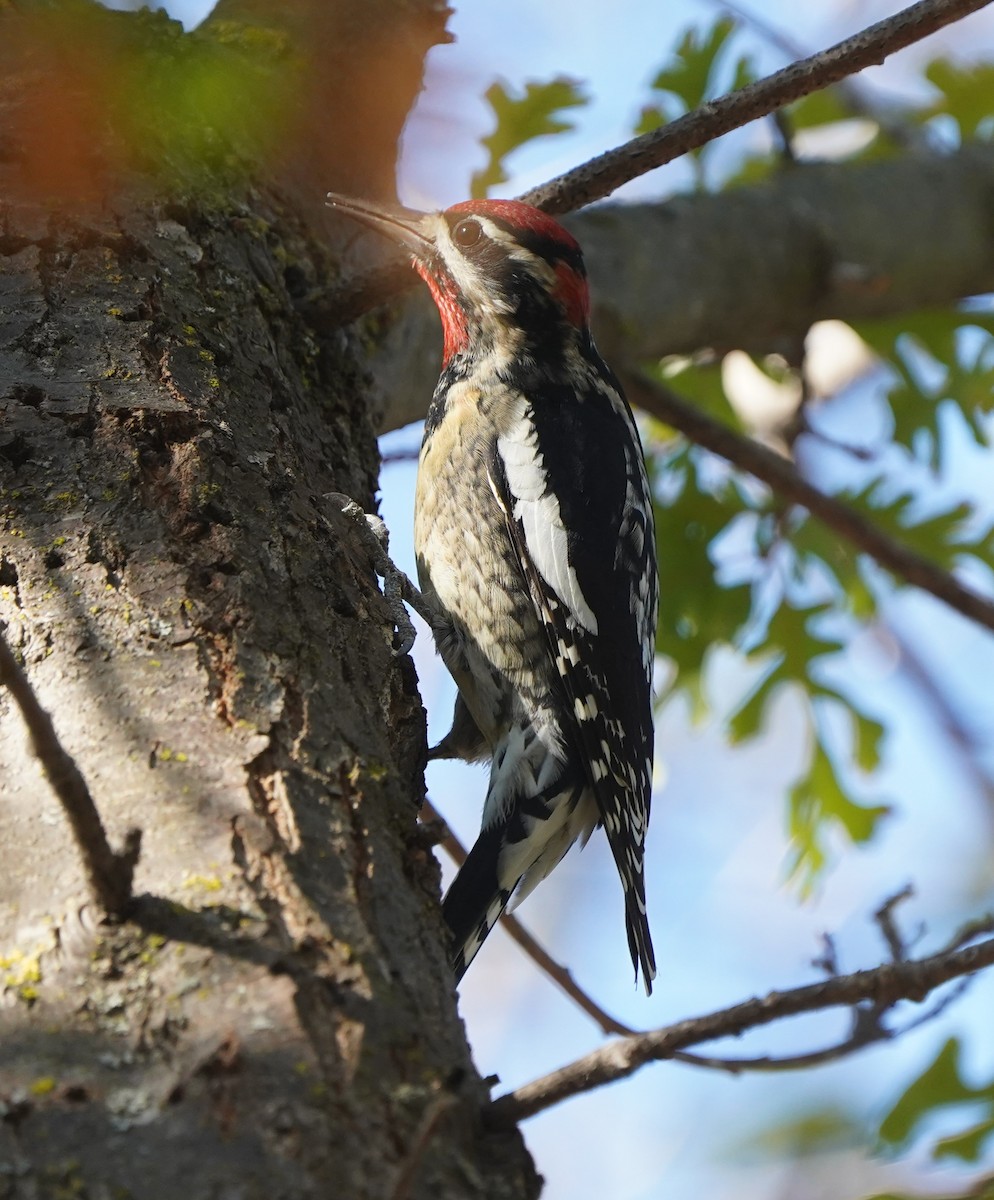 Rotnacken-Saftlecker - ML644341629